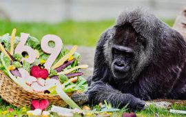 सबैभन्दा पाको गोरिल्लाले मनायो ६९‍औं जन्मदिन