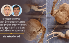 गुणकारी गानेगुर्जो 