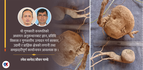 गुणकारी गानेगुर्जो 