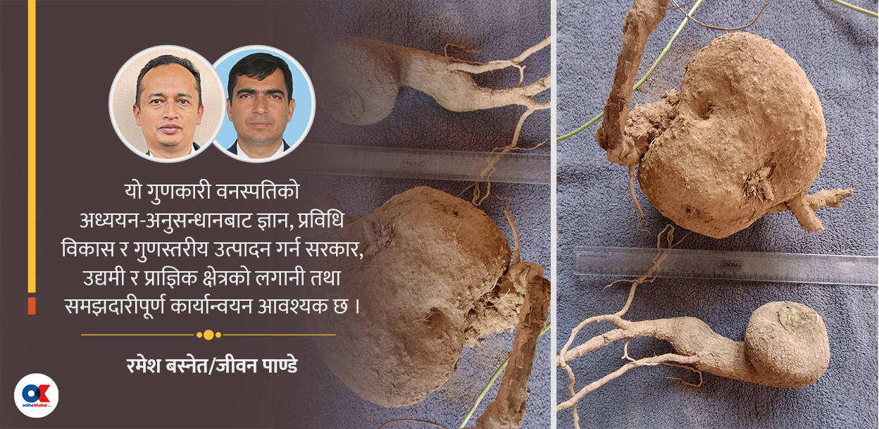 गुणकारी गानेगुर्जो 