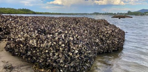 अध्ययनले भन्योः समुद्री पर्यावरण जोगाउन ओइस्टर रिफ पुनर्निर्माण गर्नुपर्छ