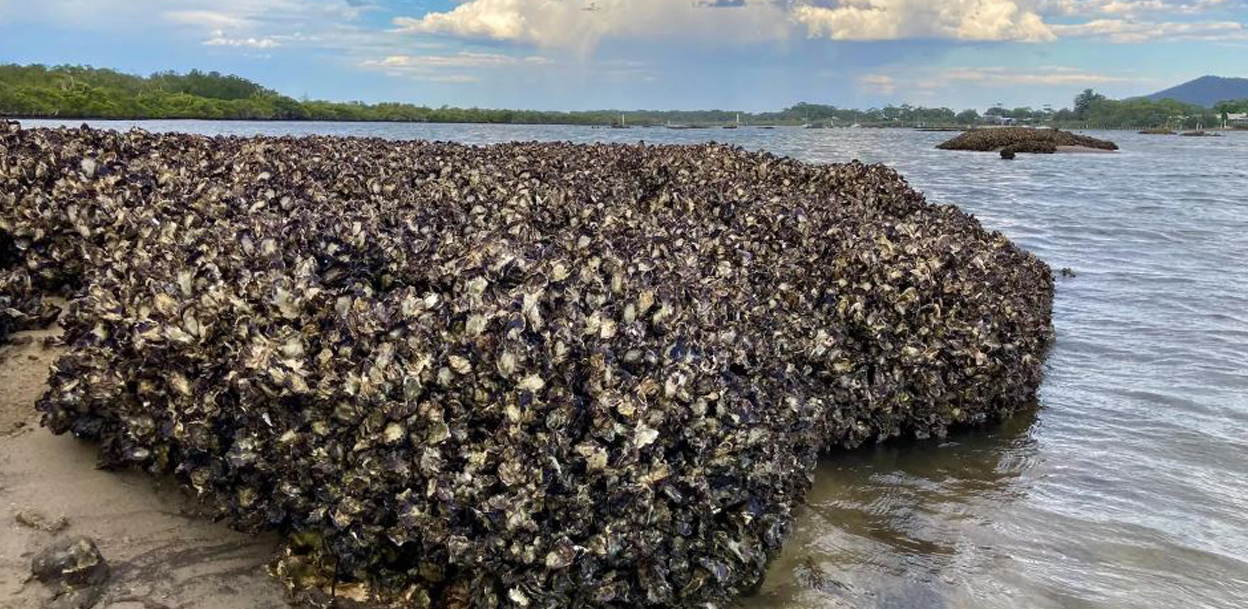 अध्ययनले भन्योः समुद्री पर्यावरण जोगाउन ओइस्टर रिफ पुनर्निर्माण गर्नुपर्छ