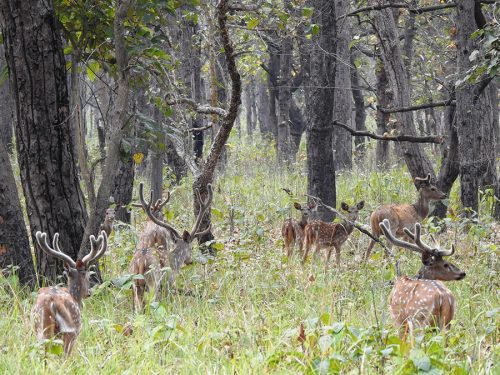शुक्लाफाँटामा ६ महिनामा २६०० पर्यटकले गरे  भ्रमण