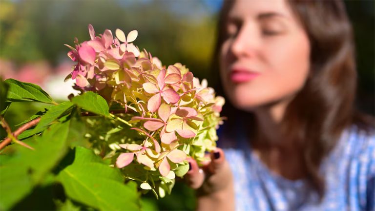 यसकारण बास्ना सुँघ्न तपाईं रोकिनुपर्छ