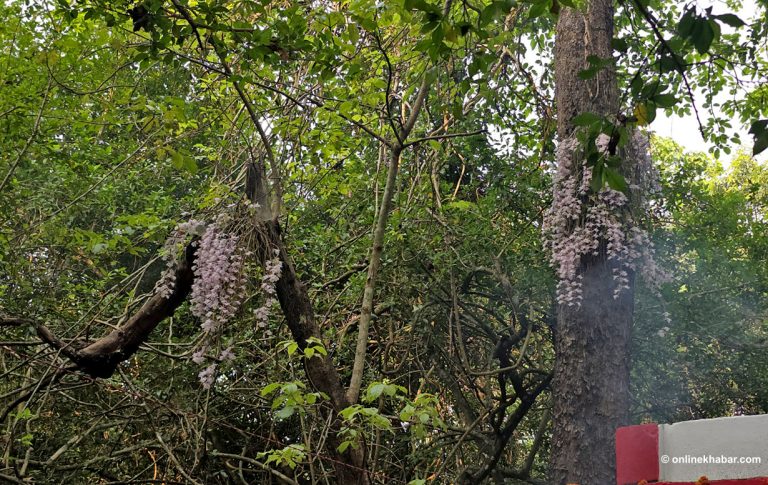 सलहेश फूलबारीमा फुल्यो सुनाखरी (तस्वीरहरू)