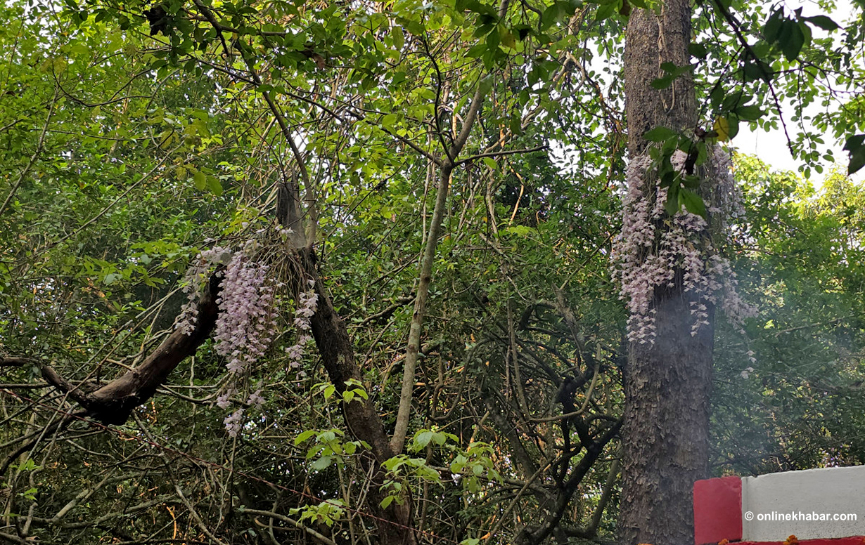 सलहेश फूलबारीमा फुल्यो सुनाखरी (तस्वीरहरू)