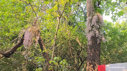 सलहेश फूलबारीमा फुल्यो सुनाखरी (तस्वीरहरू)