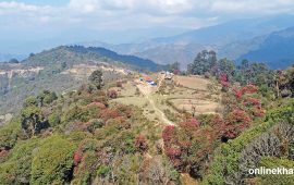 थरी–थरीका गुराँसले रङ्गीएको छिन्तापु–ठुलीटार (तस्वीरहरु)