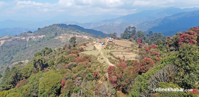 थरी–थरीका गुराँसले रङ्गीएको छिन्तापु–ठुलीटार (तस्वीरहरु)