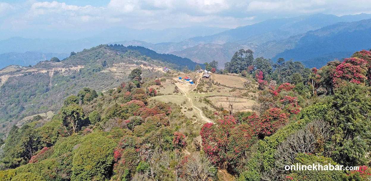 थरी–थरीका गुराँसले रङ्गीएको छिन्तापु–ठुलीटार (तस्वीरहरु)