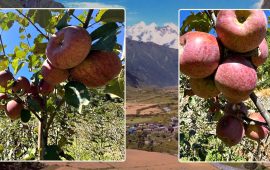 स्याउ त फल्छ, तर ढुवानी कसरी ?