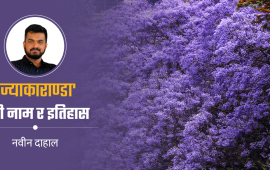ज्याकाराण्डा कि चखुँचा स्वाँ ?