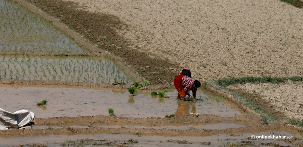 यो वर्षको मनसुनमा कम वर्षा र बढी गर्मी हुन्छ किन भनियो ?