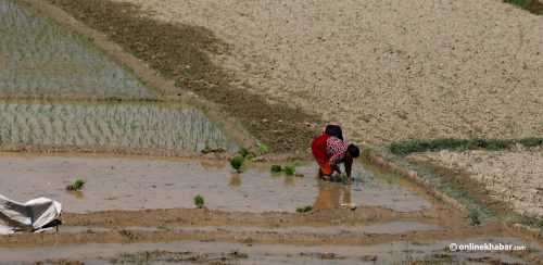 यो वर्षको मनसुनमा कम वर्षा र बढी गर्मी हुन्छ किन भनियो ?