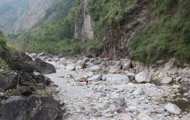 मिस्त्रीखोलामा पाइन छाडे माछा