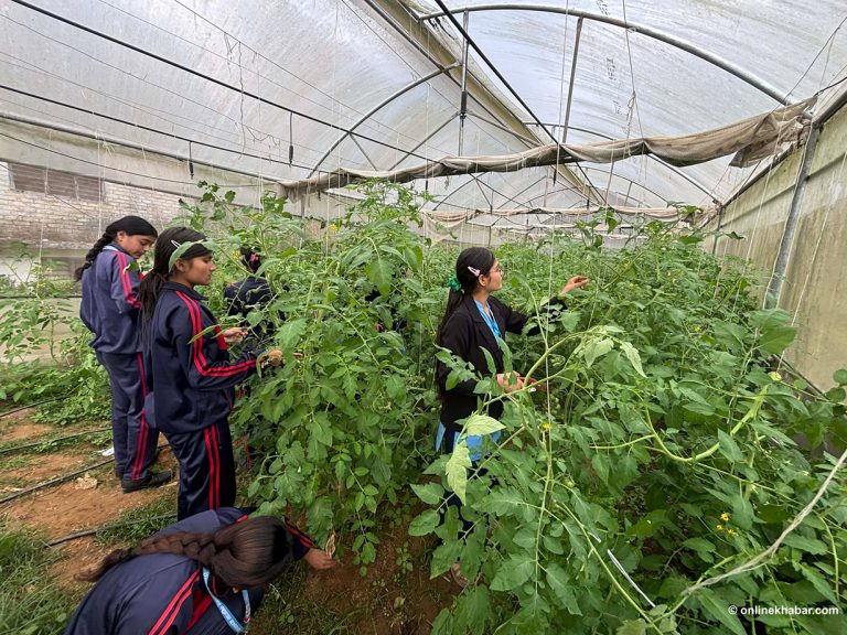 पढाइसँगै तरकारी खेती गर्दै पञ्चकन्या माविका विद्यार्थी