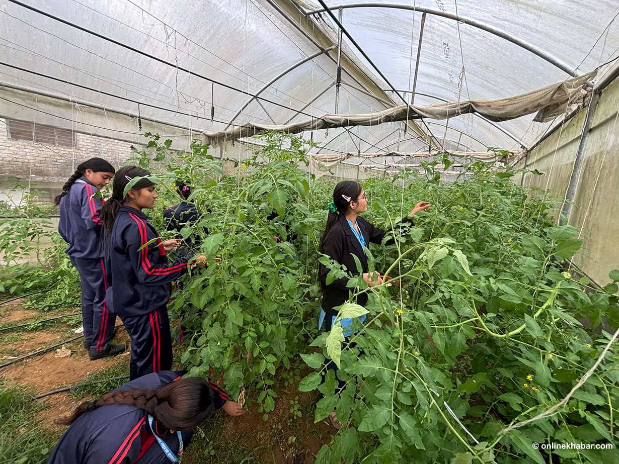 पढाइसँगै तरकारी खेती गर्दै पञ्चकन्या माविका विद्यार्थी