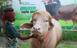 ‘डोनाल्ड ट्रम्प’ उपनाम पाएको भाइरल राँगो बलिबाट जोगियो