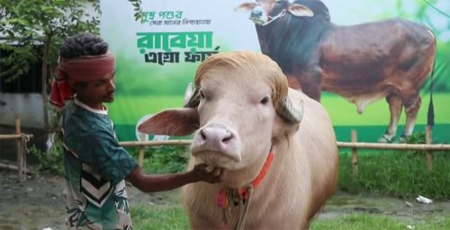 ‘डोनाल्ड ट्रम्प’ उपनाम पाएको भाइरल राँगो बलिबाट जोगियो