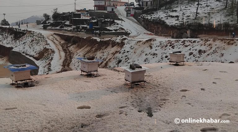 बैतडीमा भारी असिना, मकैबालीमा क्षति (तस्वीरहरू)