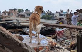 सुकुमवासी बस्तीका सामुदायिक पशुप्रति छैन कसैको ध्यान