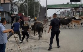 बुटवल उपमहानगरका कर्मचारीले गाईवस्तु लखेट्दै कुटेको भिडियो भाइरल