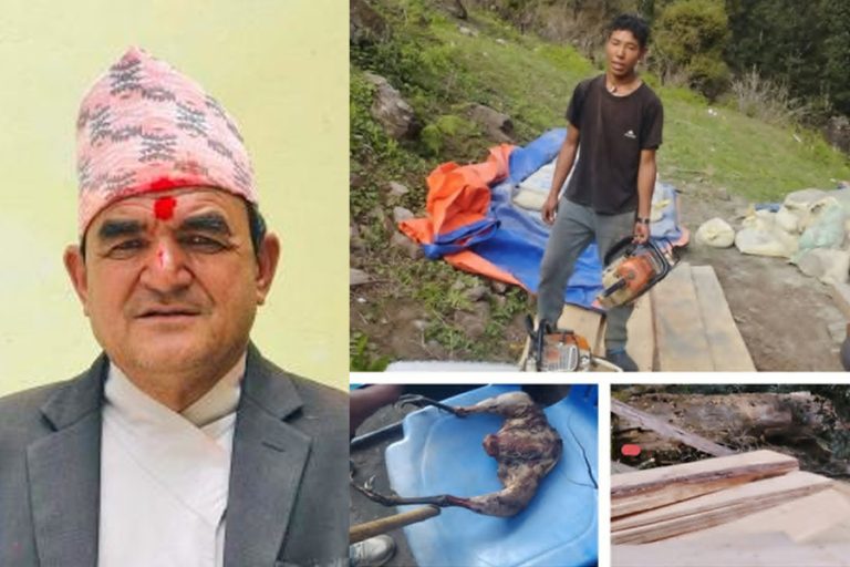 बाजुराको हिमाली गाउँपालिकाका अध्यक्षविरुद्ध हुम्लामा काठ तस्करीको उजुरी