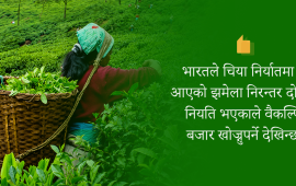 अझै सहज भएन चिया निर्यात, प्रधानमन्त्रीले नै हस्तक्षेप गर्नुपर्ने व्यवसायीको माग