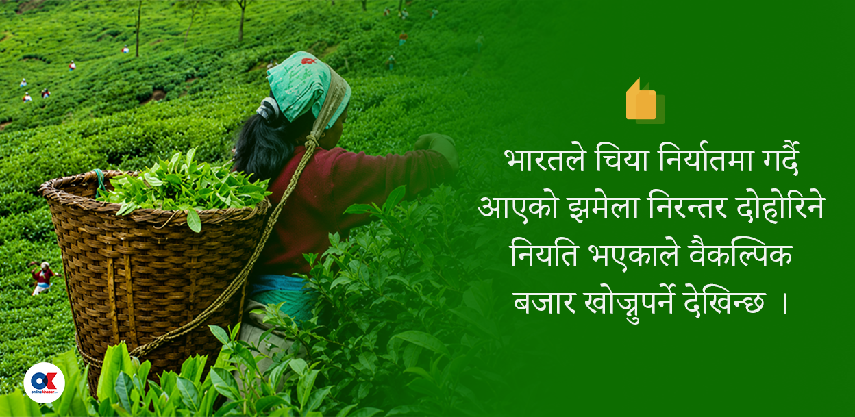 अझै सहज भएन चिया निर्यात, प्रधानमन्त्रीले नै हस्तक्षेप गर्नुपर्ने व्यवसायीको माग