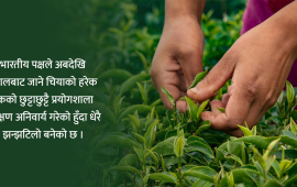 भारतकै कारण नेपाली चिया निर्यात ठप्प, ट्रकपिच्छे परीक्षण र महँगो शुल्कको सास्ती