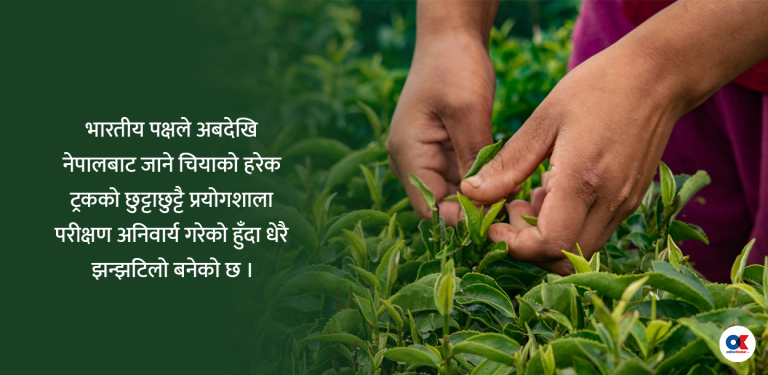 भारतकै कारण नेपाली चिया निर्यात ठप्प, ट्रकपिच्छे परीक्षण र महँगो शुल्कको सास्ती