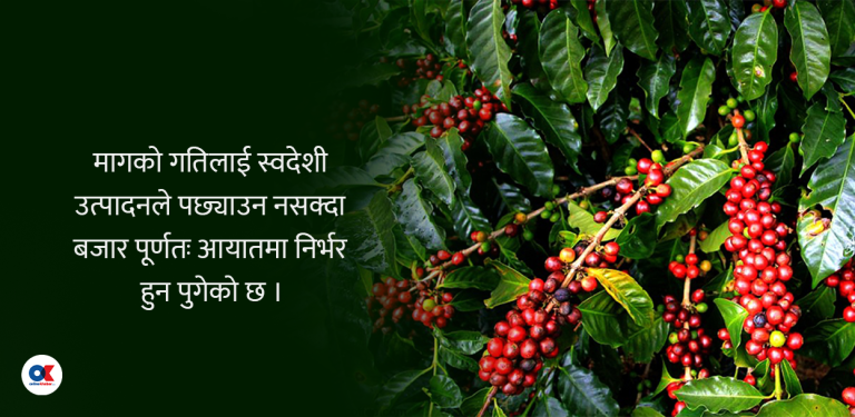 कफी : उत्पादन दोब्बर, माग धान्न मुस्किल, आत्मनिर्भर बन्न किन कठिन ?