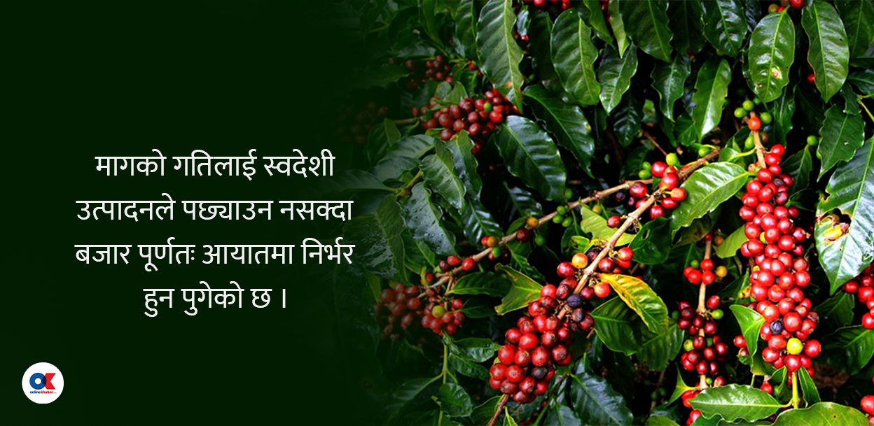 कफी : उत्पादन दोब्बर, माग धान्न मुस्किल, आत्मनिर्भर बन्न किन कठिन ?