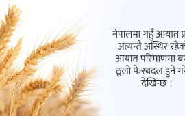 गहुँ अर्थतन्त्र : दोब्बर उत्पादकत्व, घटे किसान र खेती क्षेत्रफल