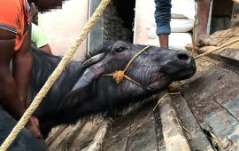 भारतमा जनावरमाथि हुने क्रूरताको अवस्था भयावह
