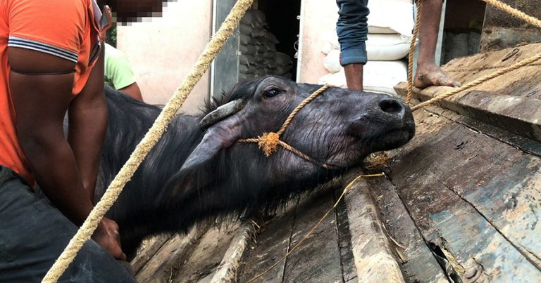 भारतमा जनावरमाथि हुने क्रूरताको अवस्था भयावह