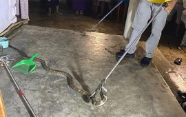 दाङको गढवामा भेटियो विषालु सर्प राज गोमन