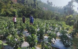 बाँझो जमिनको सदुपयोगको विकल्प अकबरे खुर्सानी