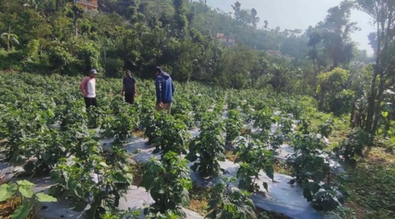 बाँझो जमिनको सदुपयोगको विकल्प अकबरे खुर्सानी