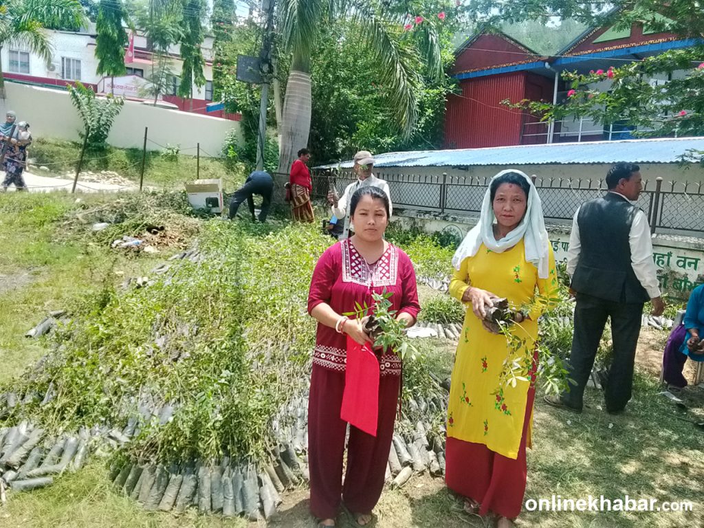 अर्घाखाँचीमा टिमुर खेती अभियान, ६० हजार बिरुवा नि:शुल्क वितरण सुरु