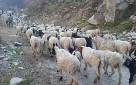 भिरमा अल्झिएको भे‌डा गोठालाको जीवन