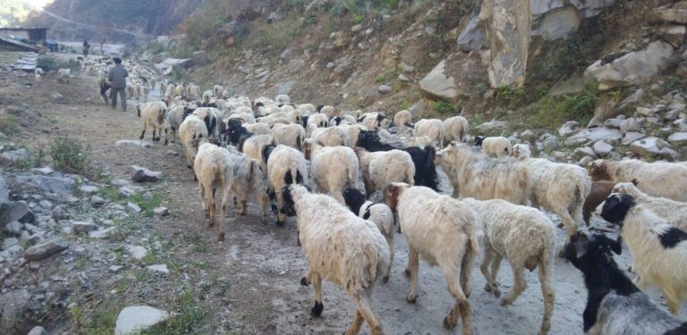 भिरमा अल्झिएको भे‌डा गोठालाको जीवन