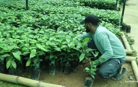 कफीको जन्मस्थल गुल्मीमा व्यावसायिक खेती विस्तार, २७० हेक्टरमा पुग्यो क्षेत्रफल