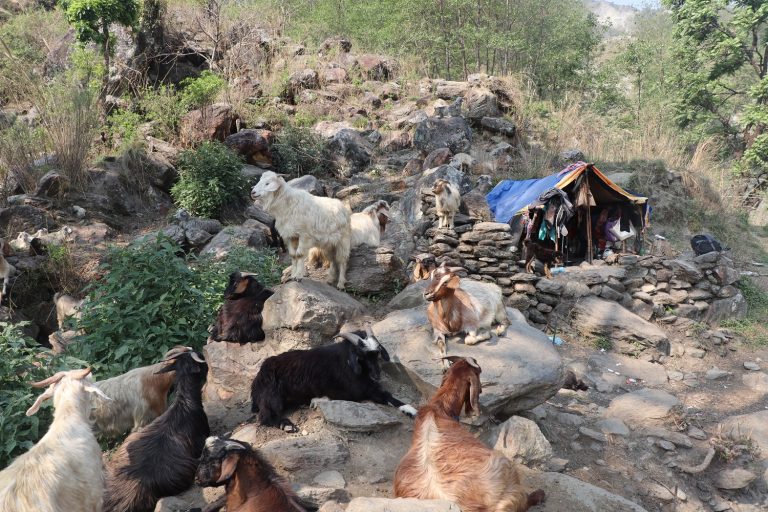 सङ्कटमा धौलागिरिका घुम्ती गोठ