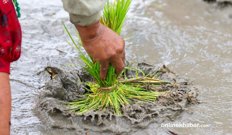 देशभरि सकियो ७४ प्रतिशत धान रोपाइँ