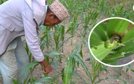 खडेरी र फौजी किराको मारमा धनकुटाका मकै किसान