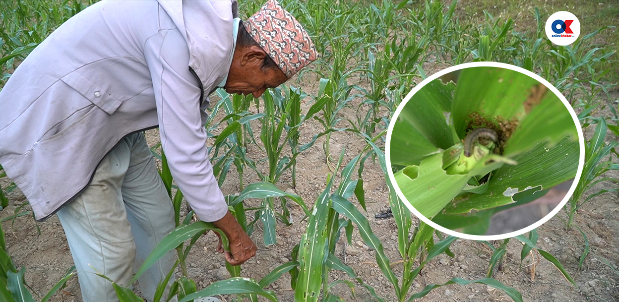 खडेरी र फौजी किराको मारमा धनकुटाका मकै किसान