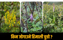 चुत्रो : हिमाली जैविक विविधताको अचम्मको ‘नर्स प्लान्ट’ 