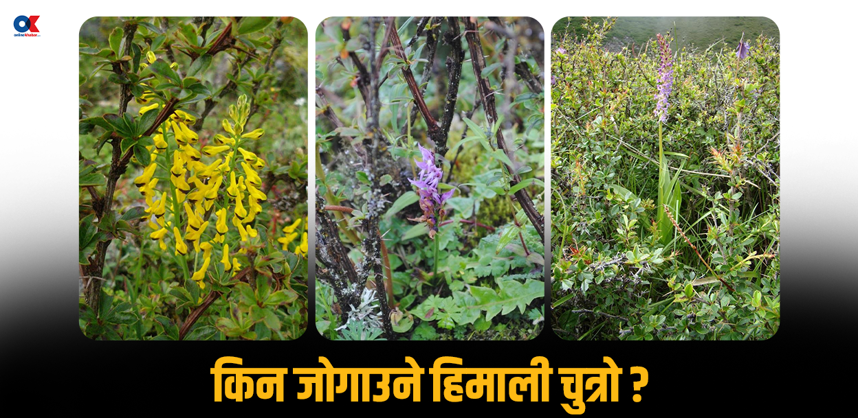 चुत्रो : हिमाली जैविक विविधताको अचम्मको ‘नर्स प्लान्ट’ 