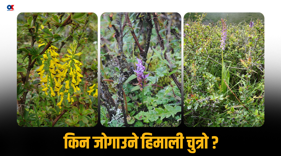 चुत्रो : हिमाली जैविक विविधताको अचम्मको ‘नर्स प्ला